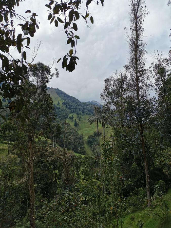 Cabanas Valle Del Cocora La Truchera Salento Exteriér fotografie