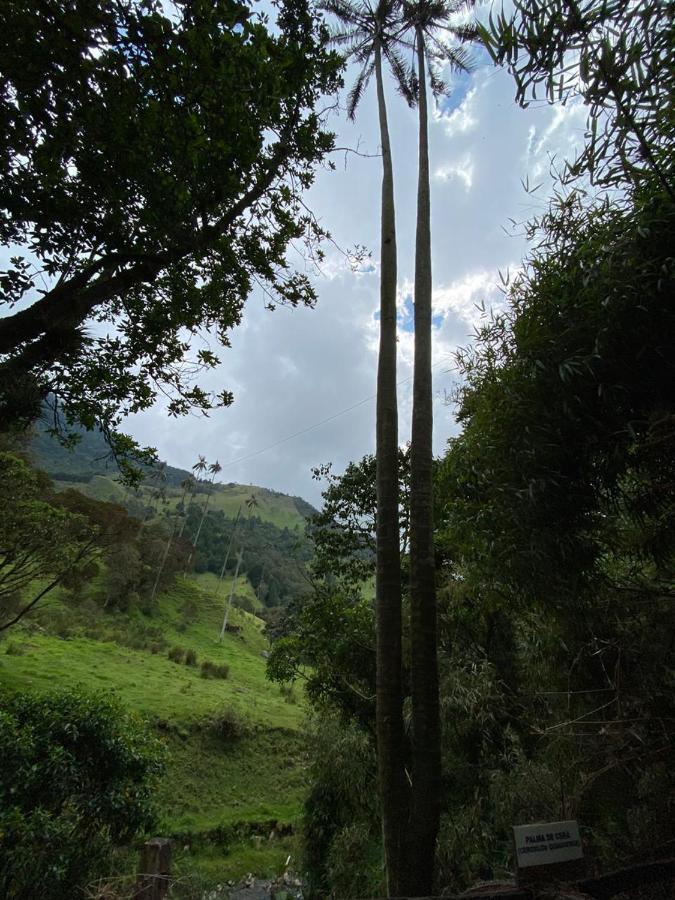 Cabanas Valle Del Cocora La Truchera Salento Exteriér fotografie